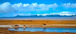 1990年5月21日：国家对可可西里进行科学考察