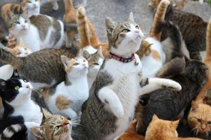 日本猫岛60多只猫死亡原因是什么