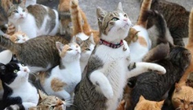 日本猫岛60多只猫死亡原因是什么