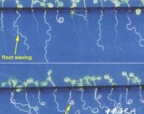 法国宇航员在太空植树以备将来长居太空