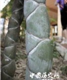 四川现“怪竹” 全身呈鱼鳞状 不长高不枯死