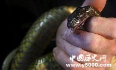 盘点世界上最危险的20中毒蛇