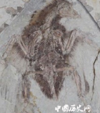 考古发现远古鸟拥有4个翅膀