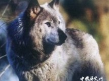 盘点世界上30大已灭绝的珍稀动物