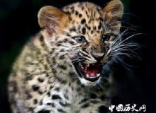 世界自然界六种最孤独动物，濒临灭绝