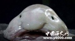 世界上最丑陋的十大动物