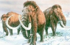 猛犸从地球上灭绝之谜