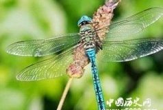 缺氧导致远古巨型昆虫消亡