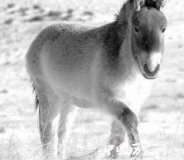 科学家发现马出现于400万年前