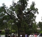 中国最著名的十大千年古树