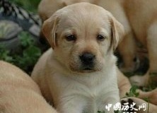 世界上常见的宠物狗大全