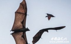 中国民间传说中的惊人秘术