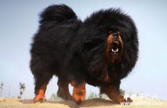 盘点世界上最凶悍的九大猛犬