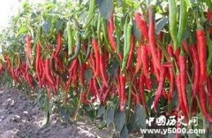 辣椒直到明朝末年才进入中国：曾被当做观赏作物
