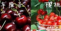 车厘子和樱桃的区别