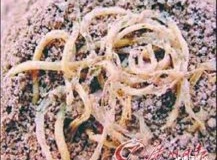 小百科：面条始于我国哪个朝代