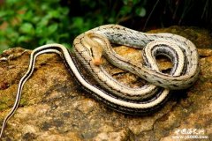 民间故事：夺命玉蛇