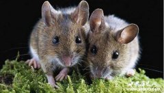 李斯成为宰相竟是因为老鼠！