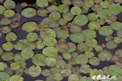 张翰弃官回乡究竟为了什么