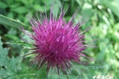 西方植物毒药：杀人于无形