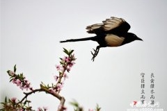 “择木而栖”的故事