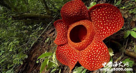 神奇植物 大王花：世界最大最臭的花