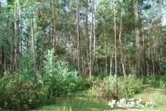 神奇植物 看林人花：爱玩自焚的树木杀手