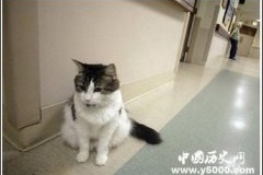 神奇动物 奥斯卡：帮病人去天堂的预言猫