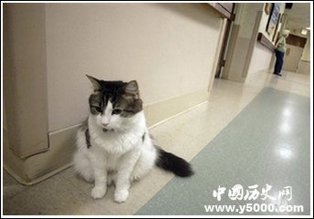 神奇动物 奥斯卡：帮病人去天堂的预言猫