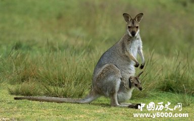 神奇动物 袋鼠：进行计划生育的澳洲国宝