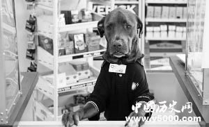 神奇动物 猎犬科迪：兢兢业业的超市狗狗店员