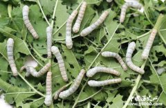 养蚕的历史起源