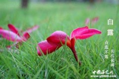 白露谚语大全 涨知识