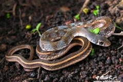 打草惊蛇 百姓状告主簿县令惊恐