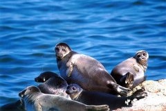 贝加尔湖为什么有海豹