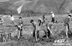 知识青年为什么要上山下乡？