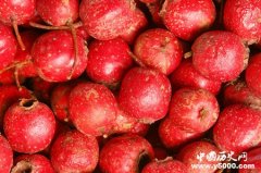 冬季吃什么水果有营养