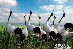 盐城自然保护区有哪些珍稀动物