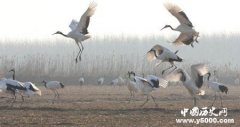 丹顶鹤的第一故乡齐齐哈尔