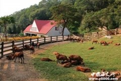 美国的乡下人与城里人