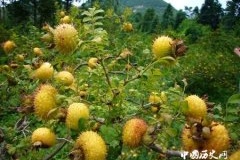 含维生素C最多的植物