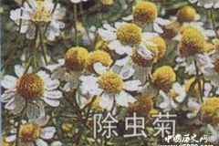 最有效的灭虫植物是什么？