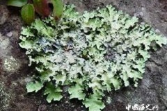 生命力最顽强的植物—地衣