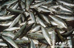 舌尖上的中国：水产品应该怎么做