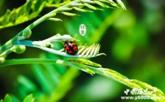 惊蛰是什么意思