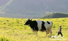 丹麦的畜牧业为什么这么发达