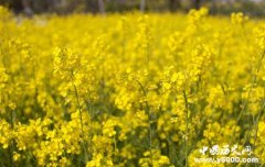 清明节踏青的原因