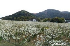 2018苏州树山梨花节赏花攻略