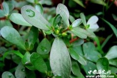 谷雨应该怎么吃