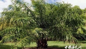 世界油王是指什么